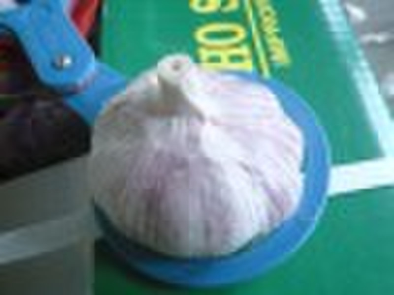 fresh chinese white garlic