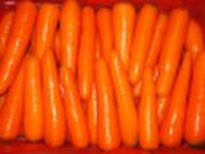 新的作物的新中国的胡萝卜