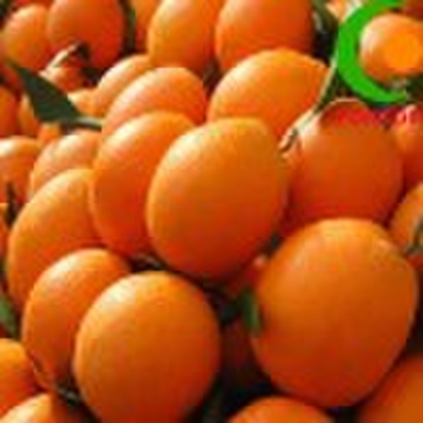 navel orange