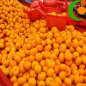 nanfeng honey orange