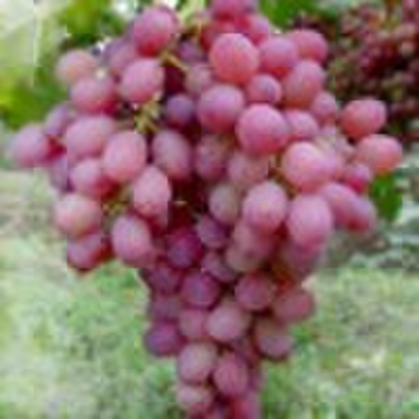 Свежий виноградный