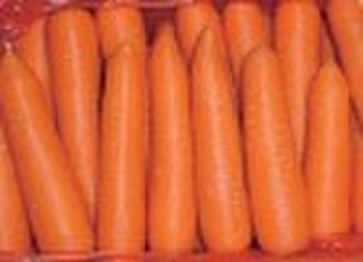 frische Karotten (chinese Karotte)
