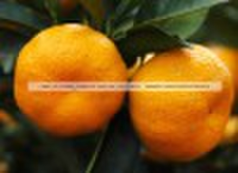 Die Konserven Mandarine in Saft / Obst-