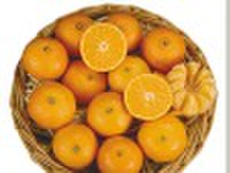 Die Konserven Mandarine in Saft / Obst-