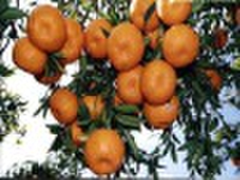 Die Konserven Mandarine in Saft / Obst-