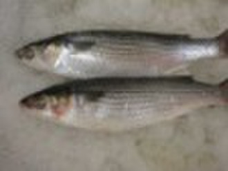 Gefrorene Mullet