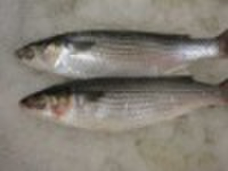 Gefrorene Mullet