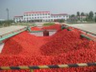 crop 2010 36-38%  tomato paste in drum