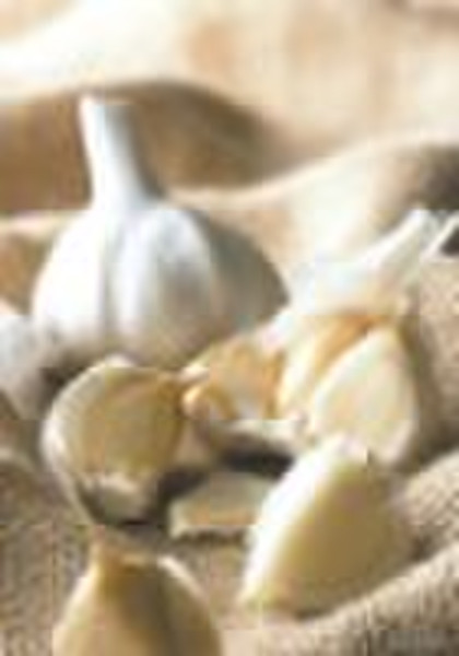 Fresh chinese garlic,new crop,MOQ:1*40`FCL