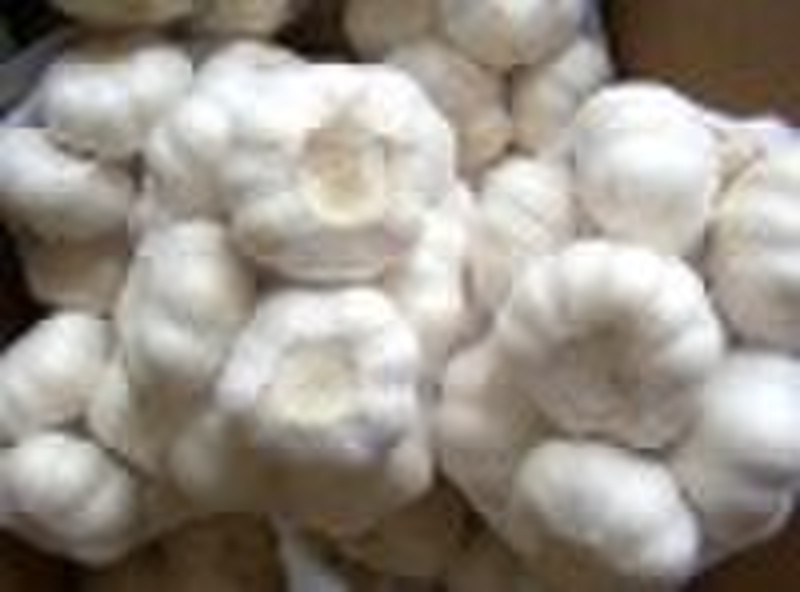 chinese fresh garlic