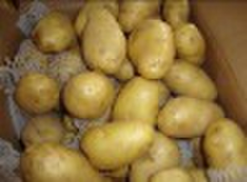 Chinese Fresh Potato
