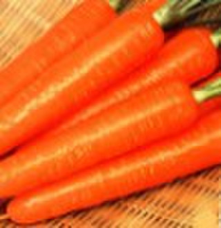 Frische Karotten in 10KG / CTN Package