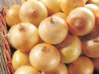 New Crop Chinese Fresh Onion