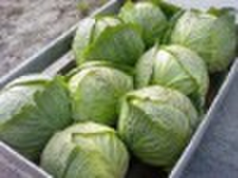 Fresh Cabbage in Carton Package