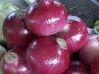 New Crop Chinese Red Fresh Onion