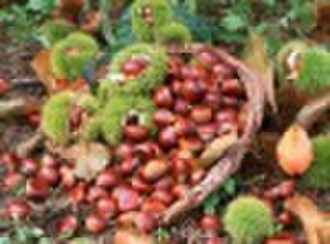 Chinese fresh chestnut
