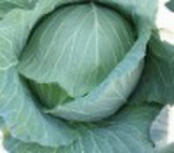 Fresh Cabbage in Carton Package