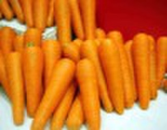 Frische Karotten in 10KG / CTN Package