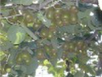 kiwi fruit