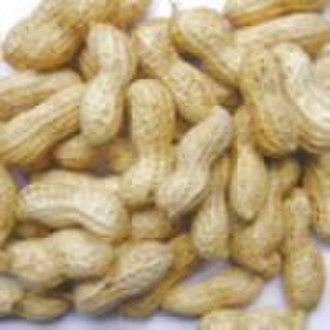 Shandong Peanut in Shell