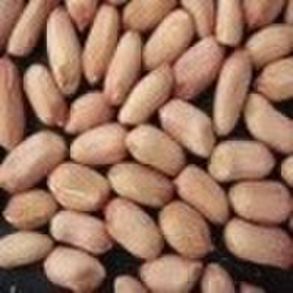 Shandong Peanut Kernels(long shape )