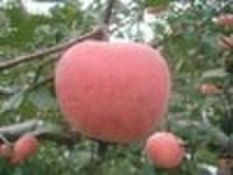 Fuji-Apfel