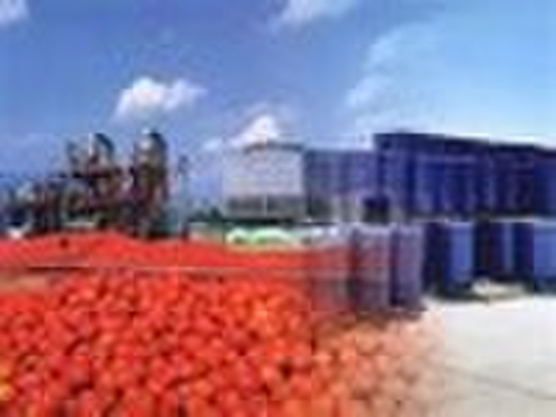 Tomato Paste in drum HACCP (28-30%,30-32%,36-38% b