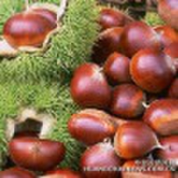 chestnut