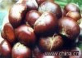 Ringent chestnut