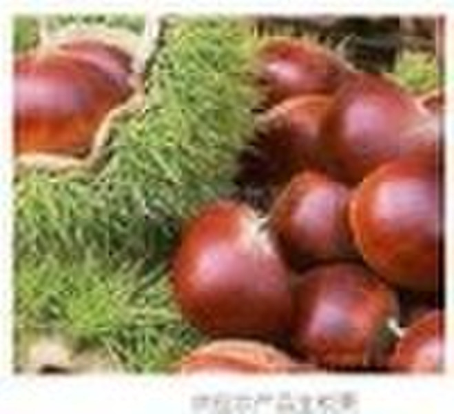 fresh chestnut