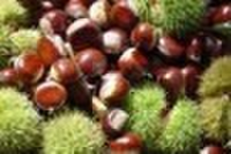 fresh chestnut