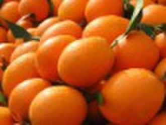 gannan navel orange