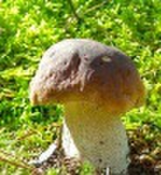 新Boletus