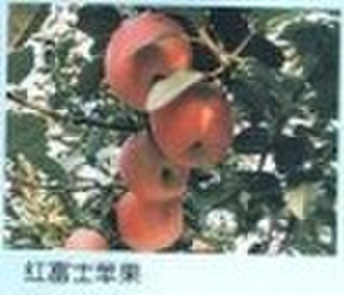 fresh red fuji apple