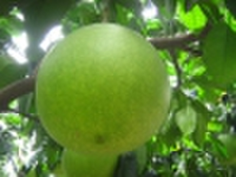 shaddock (  pomelo )