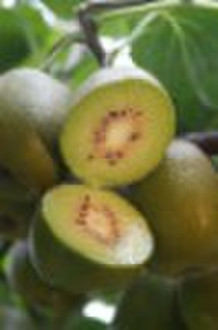 Hongyang kiwi fruit