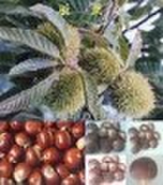 fresh chestnuts