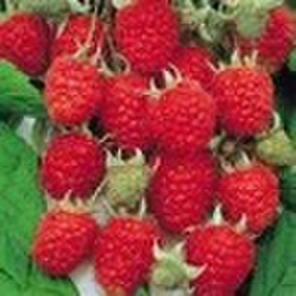 wild raspberry