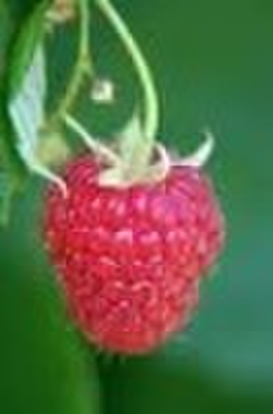 organic raspberry