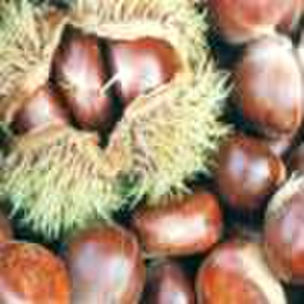 Fresh Chestnuts