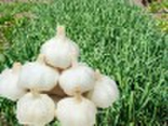 normal white garlic