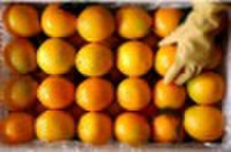 fresh navel oranges