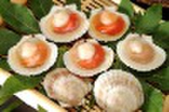 scallop