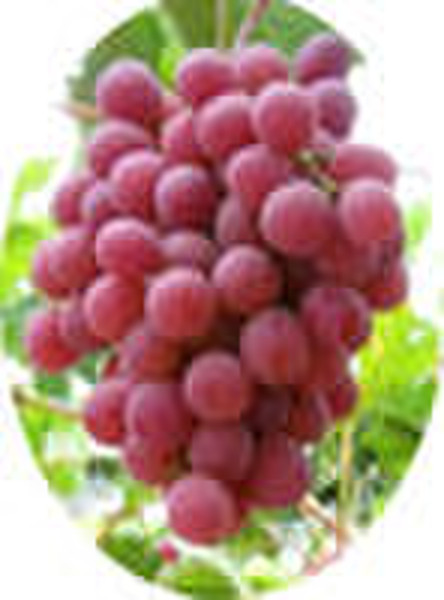 Fresh Red Globe Grape