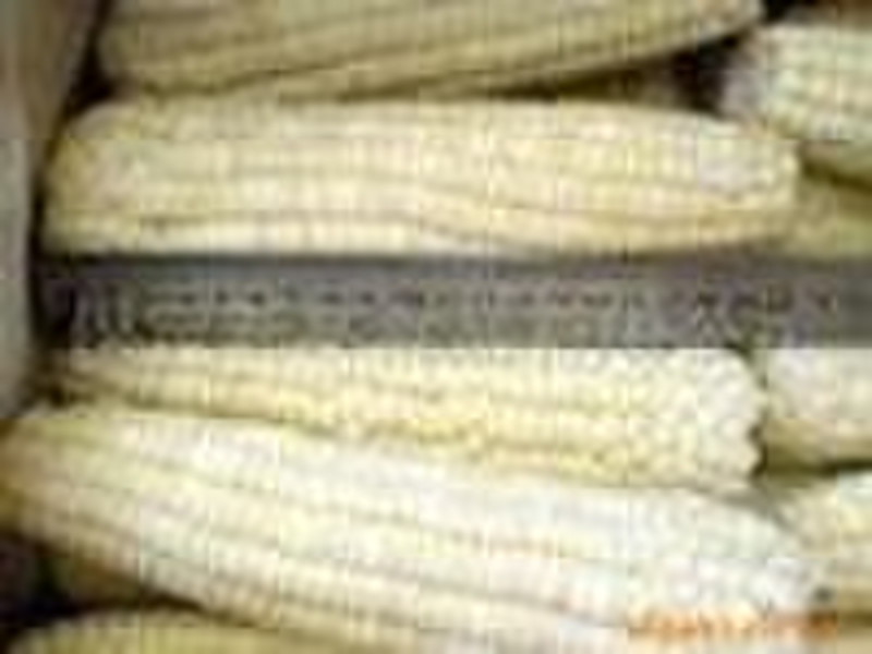 steamed sweet corn/maize