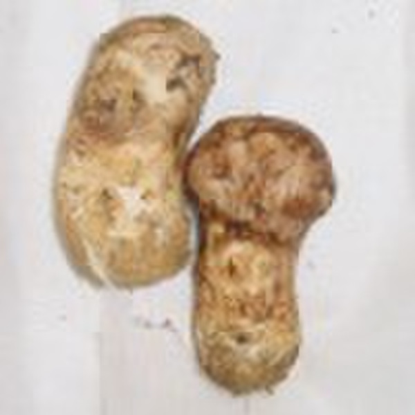 冻结matsutake