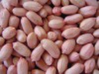 2010 crop,long shape peanut kernels