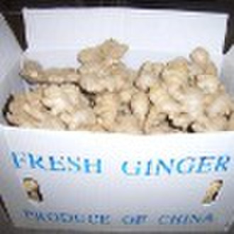 Fresh ginger