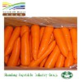 Chinese fresh carrot