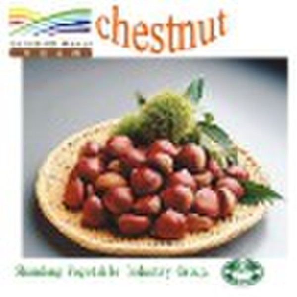 Chestnut (neuen Saison)